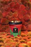 bougie BAOBAB Max 24 HAZO NOELY